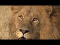 LIONS VS HYENAS - Clash of Enemies