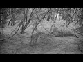 Kodiak Island Trailcam