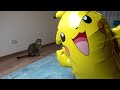 Cat vs Pokemons- My kitten meets Pikachu