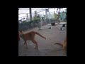 So Funny! Funniest Cats and Dogs 2024 😍 Funny Cats Moments 2024 😅