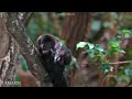 Wild Animals Of Rainforest: Relaxation Film & Nature Sounds - Amazon Jungle 8K ULTRA HD