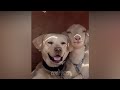 You Will Not Stop Laughing After Watching These Funniest Pets - Funny Animal Videos | Cool Pets