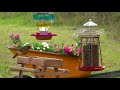 8. Cat TV  4K Birds & Hummingbirds at a Buffet Picnic! Chirping & water sounds - NO ADs Interrupting