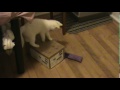 Oliver The Kitten Vs Kong Kickaroo and a Box