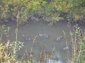 Amazon creek otter in Eugene, Oregon.