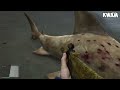 ကျွန်တော် လူသားစားငါးမန်းကြီးကိုတွေ့ခဲ့တယ်! | I found Megalodon Shark in GTA V | Kwam