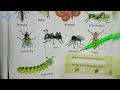 Learn insects name for kids | insects name learning for ukg kids.