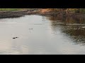 Gator catches wild pig