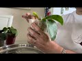 Repotting my #Phalaenopsis species into #Organic #Media