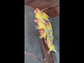 Gorgeous mutations of parrots #Sir_Imran