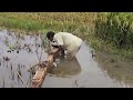 Bahadur Bhai fished with darki - village natural fishing -fishing video