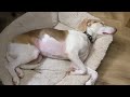 Two minutes of snoring beagle