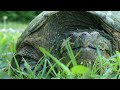 Snapping Turtles: Everything You Need To Know!