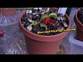 3 Common Venus Fly Trap Care Mistakes That Slowly Kill Your Carnivorous Plant (Updated 2024)