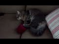 Gato e novelo de lã
