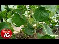THE LEAVES ON CUCUMBERS ARE YELLOWING URGENTLY TAKE ACTION OTHERWISE THERE WILL BE NO HARVEST