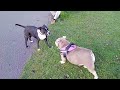 English bulldog playing with another dog black Staffordshire bull terrior meets staffie staffy dog