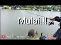 Umpan jitu ikan bawal!!! media tempe langsung test di kolam dolmit yogyakarta!!!