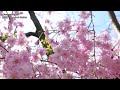4K Japan Kyoto Cherry Blossom Spot 30（sakura) 京都の桜名所30 京都観光 旅行 案内 清水寺 平安神宮 嵐山 円山公園 哲学の道 醍醐寺 二条城 祇園白川