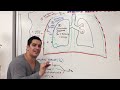 Respiratory | Mechanics of Breathing: Pressure Changes | Part 1