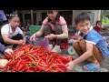 Harvesting Spicy Chili (CHI THIEN) Goes To Market Sell - 2 Years Building Farm | Tiểu Vân Daily Life