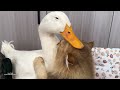 Makes you laugh🤣! The duck wants to take the cat's massager for himself. So funny and cute animal