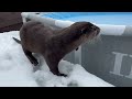 Otter Frolicking in a Snow-Covered Yard [Otter Life Day 904]