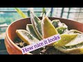 20.Succulent plant stem propagation|Easy method for beginners #succulentlove #plantcaretips #garden