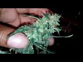 Cutting Down Cannabis Pt2