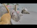 😂 Funniest Cats and Dogs Videos 🐱🤣 Best Funny Animals 2024 😆