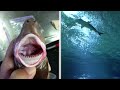 Deadliest Animal Mouths That Will Give You Nightmares