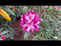Rhododendron Garden Tour 2023 |  Just 1 Week Later!