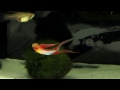 High breed guppies - not ordinary 
