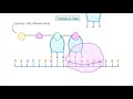 How are Proteins Made? - Transcription and Translation Explained #66