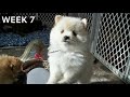 Puppy Transformation | Pomeranian Baby Growing from 0-8 Weeks