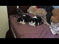 Spot and Stripe are brave May 11, 2018