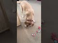 Service Dog Wesley opening a gift
