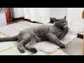 [British Shorthair] Buri-kun, a cat who has a picnic, is too cute! Smile