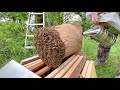 The Queen Escaped! | How to catch a swarm in a Cone Trap [Beekeeping 101 Tutorial]