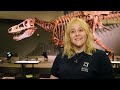 SUE: The T. rex Experience at the Saint Louis Science Center