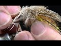 Muddler Minnow Fly Tying Instructions by Charlie Craven