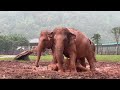 One Year Journey Of Baby Lek Lek And Her Mother Moh Loh - ElephantNews
