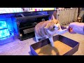 カスタマイズした箱の紙片で遊ぶ猫 / Cat playing with a piece of a box