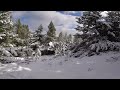 walking in a snowy forest