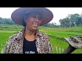 CARA TEPAT PENYIANGAN GULMA PADI SAWAH SUPER CEPAT