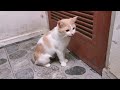 FEMALE CAT IN HEAT MEOWING MATE CALLING  - PRANK YOUR PET
