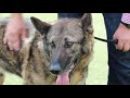 Military working dog reunites with former handler and retires by his side