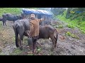Life in Remote Village of Nepali Mountain । Life in Nepali Village Life in Summer । Full Documentary