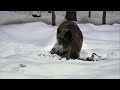 Christmas Winter Wonderland - How animals survive the winter