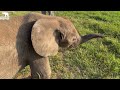 The Exciting First Introduction Trunk-to-Trunk with Elephants, Phabeni & Jabulani